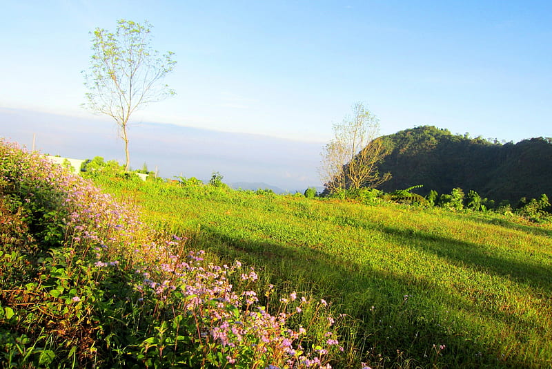 Early morning mountain scenery, mountain, cloud, grass, flowers, bonito, scenery, HD wallpaper