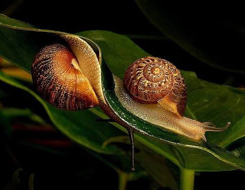 SNAILS ON LEAF snails, top, bottom, leaf, HD wallpaper