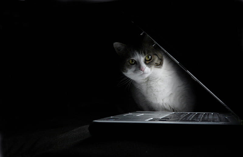 Curious cat, notebook, modern, curious, cat, HD wallpaper | Peakpx