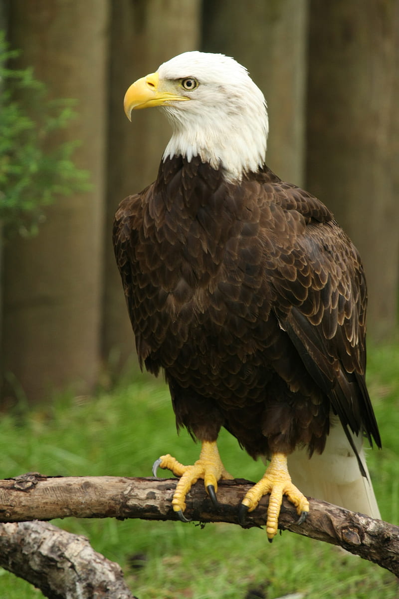 eagle, bird, watching, wildlife, HD phone wallpaper