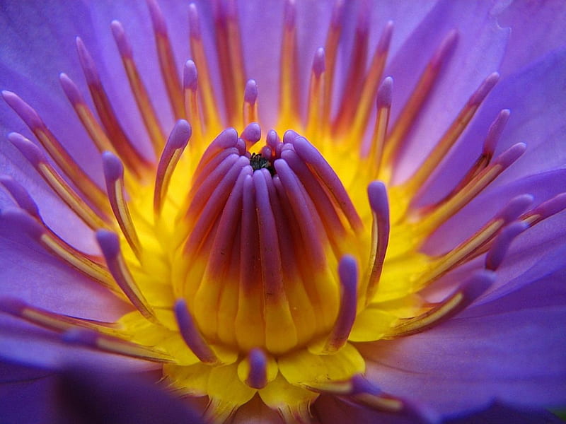 Inside Of Love, bloom, springtime, water lily, colors, lilies, yellow, bonito, close up, purple, macro, plants, flowers, nymphaeaceae, HD wallpaper