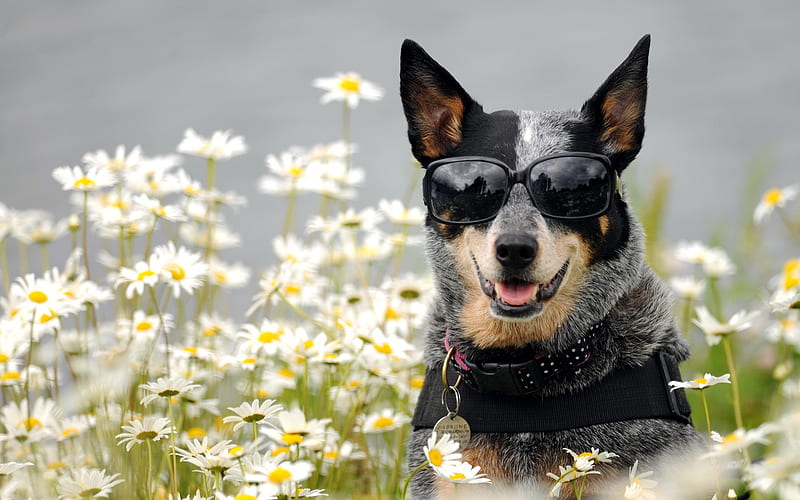 Australian Cattle Dog, sunglasses, Blue Heeler, bokeh, dogs, Australian Bouvier Dog, pets, Australian Heeler, Queensland Heeler, HD wallpaper