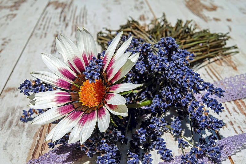 Gazania and lavender, Gazania, Lavender, Nature, Flower, Blossom, HD wallpaper