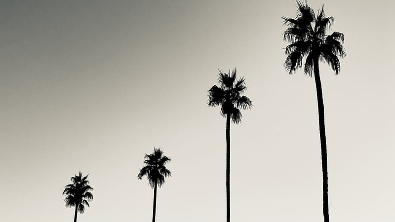 Palms trees silhouettes black and white HD wallpaper  Peakpx