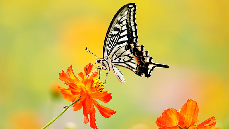 Light White Black Butterfly On Orange Flower In Yellow Green Background Butterfly, HD wallpaper