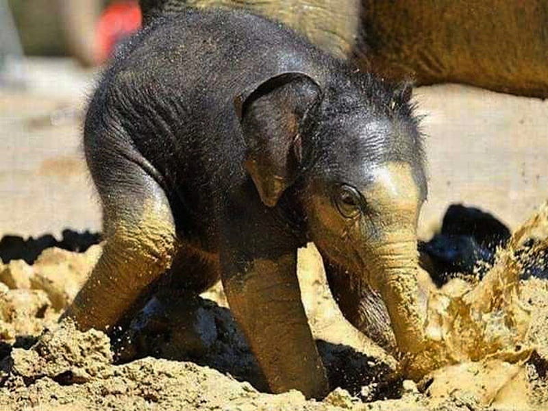 Baby Elephant Making Mud Pies!, elephant, mud, calf, baby, play, cute, muddy, dirty, funny, HD wallpaper
