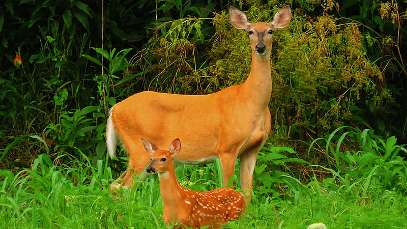 Wonderful Of Mother And Cute Child Deer, HD wallpaper