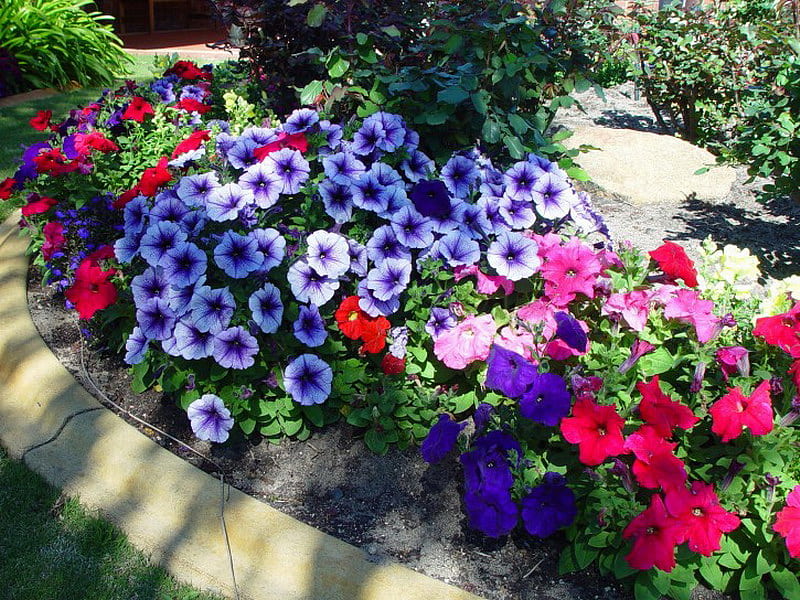 PRETTY PETUNIAS, garden, purple, pink, petunias, HD wallpaper