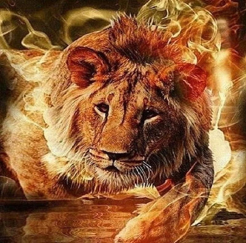 'King of beasts'....., mystical, fire, wild, cats, animals, lions, HD wallpaper
