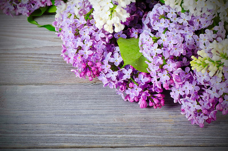Fragrance, lilac, pretty, lovely, scent, bonito, spring, delicate, wall, nice, bouquet, flower, violet, tender, blue, HD wallpaper