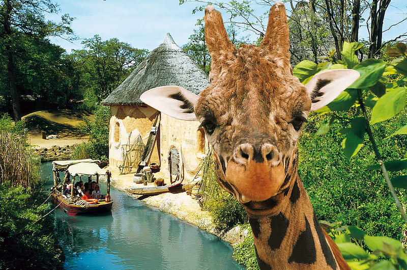 Whatcha Lookin At?, tour, silly, zoo, boat, preserve, ride, nature, funny, river, face, giraffe, eyes, fur, HD wallpaper