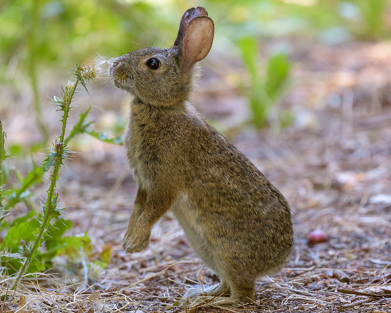 rabbit, hare, cute, profile, fluff, HD wallpaper