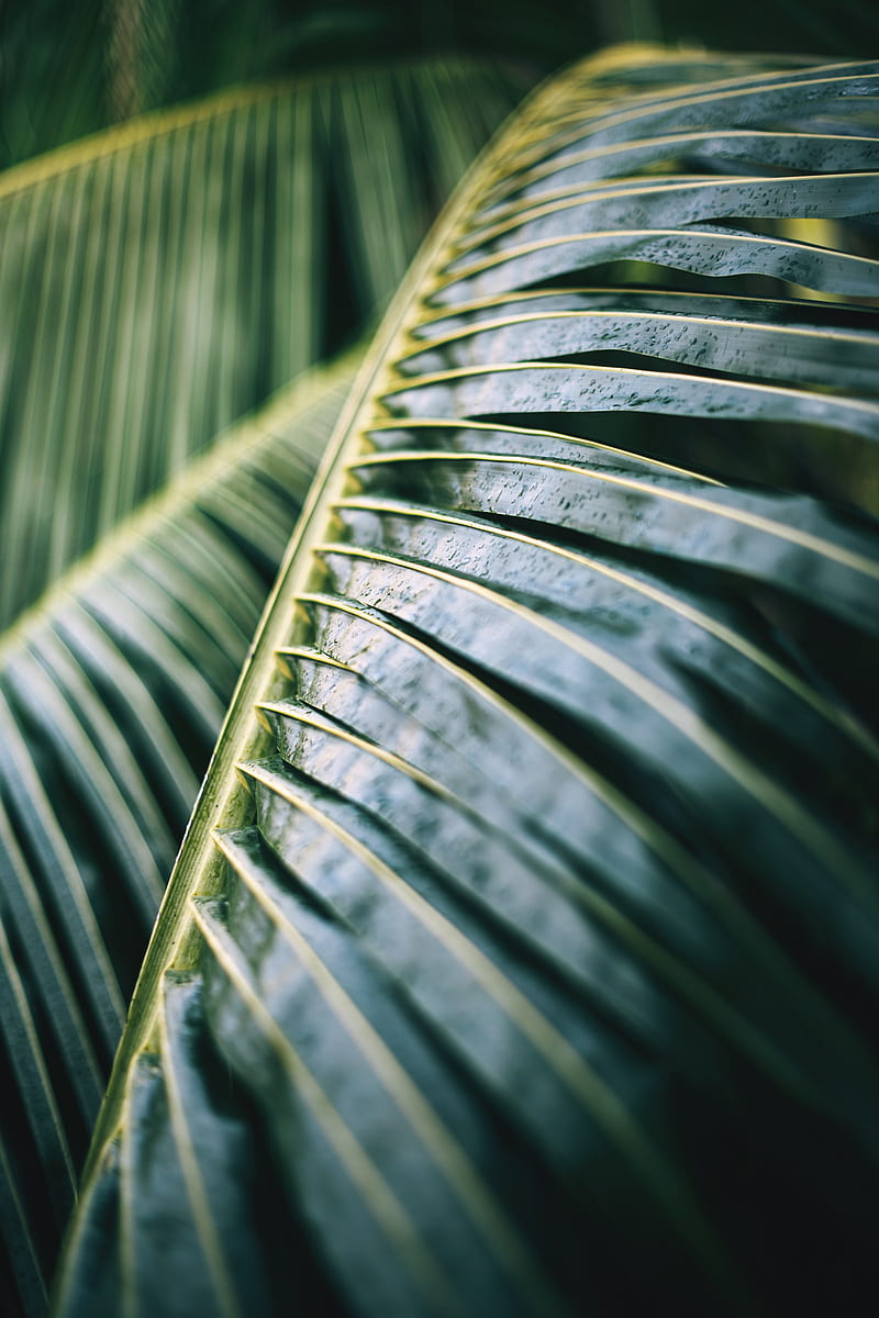 palm tree, leaf, macro, plant, wet, green, HD phone wallpaper