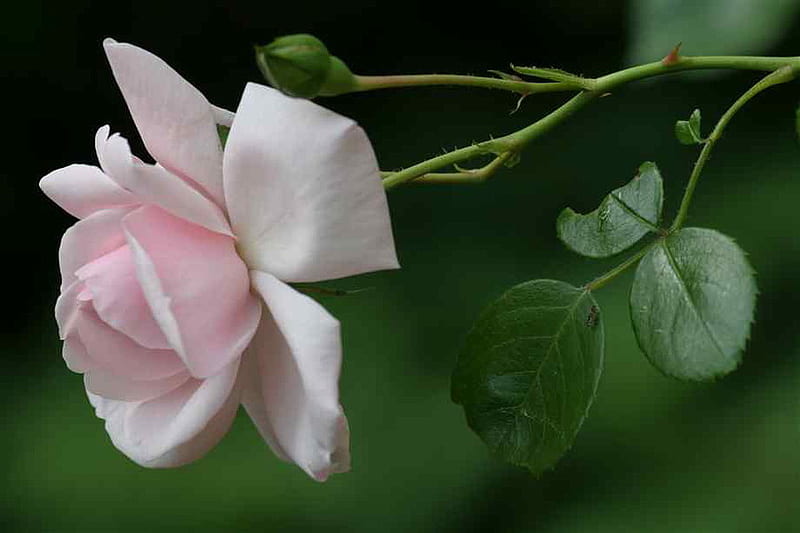 MINIATURE PINK ROSE, flower, pretty, rose, pink, HD wallpaper