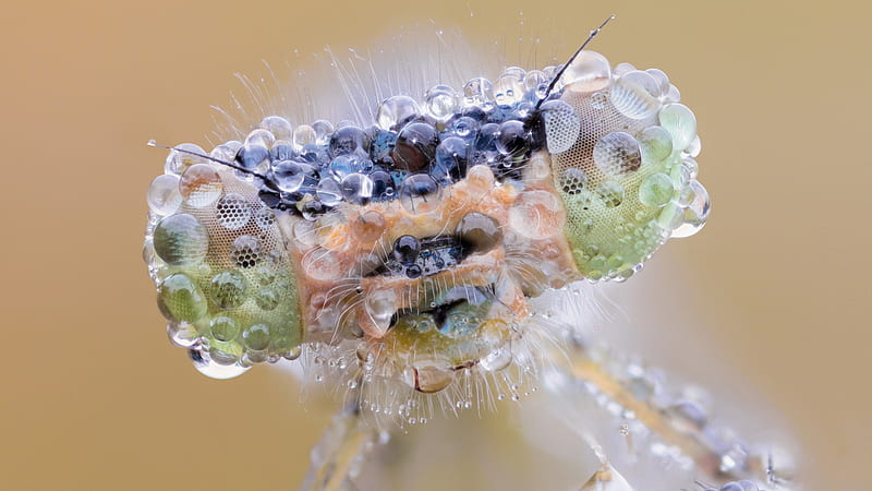 Preying Mantis Head, bug, insect, water, preying mantis, HD wallpaper