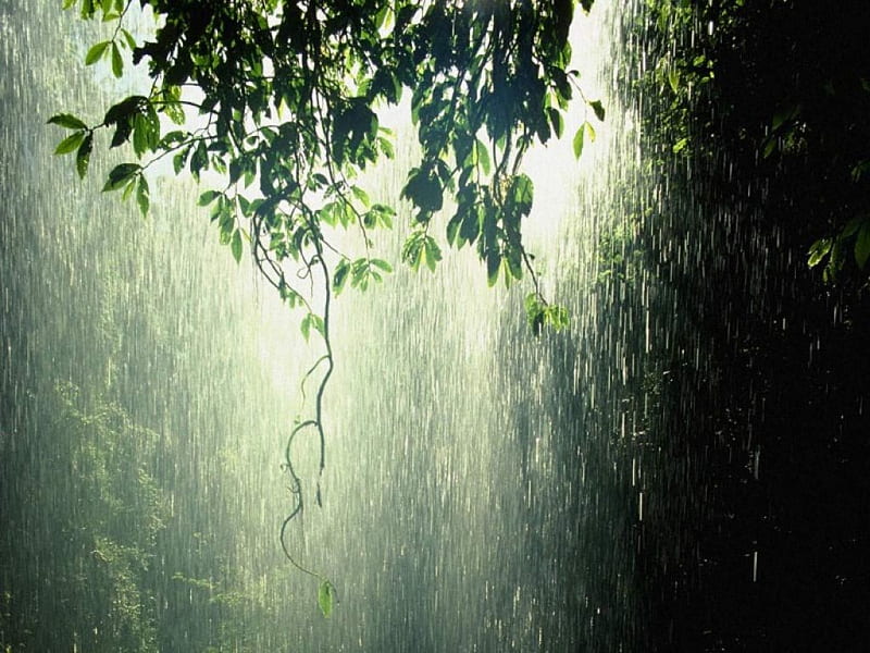 Rain forest, nature, forests, rain, HD wallpaper | Peakpx