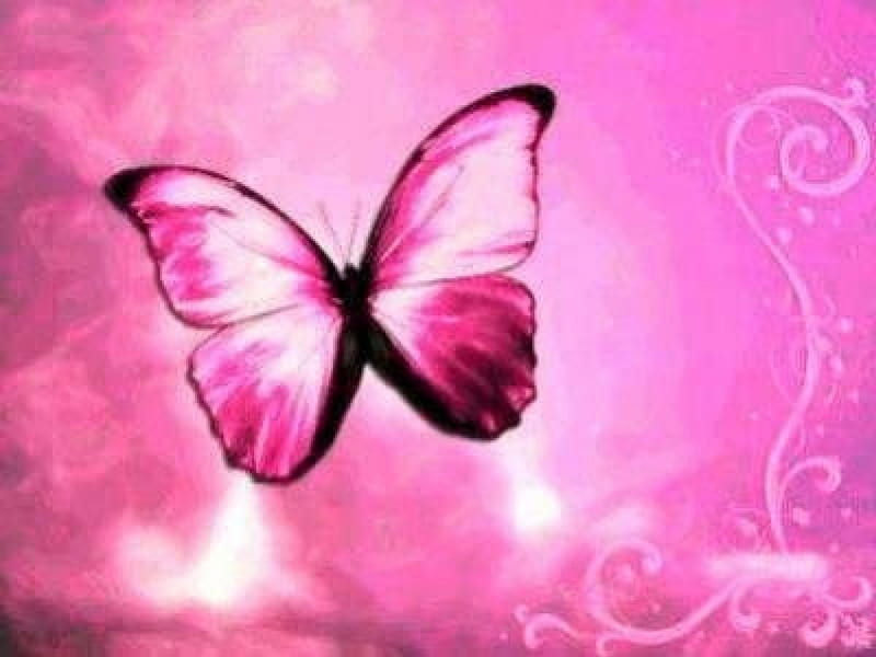 *Pink Butterfly*, pretty, bonito, sweet, hot pink, butterfly, feminine, beauty, pink, wings, lovely, pure, desenho, butterflies, delicate, girly, femininity, flying, insect, HD wallpaper