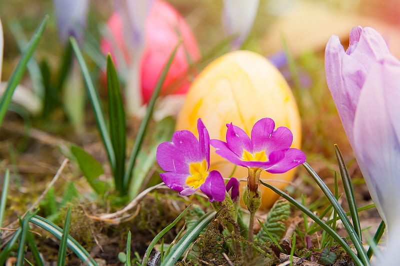 Happy Easter!, egg, crocus, green, flower, yellow, easter, pink, card, HD wallpaper