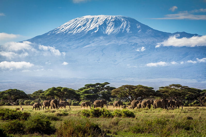 Kilimanjaro, Elephants, Tanzania, Africa, HD wallpaper