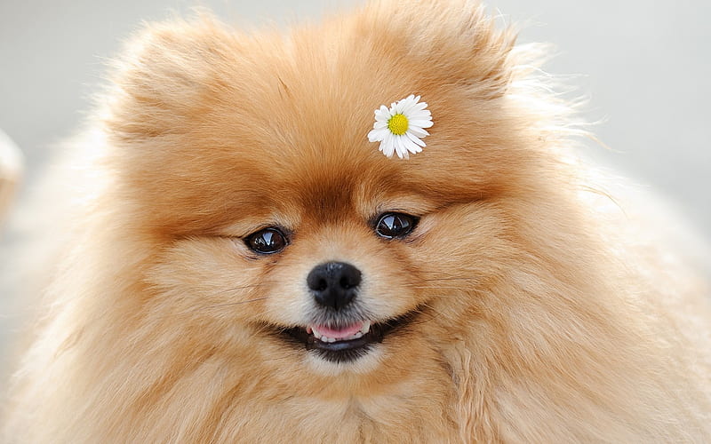 Pomeranian Spitz, chamomile, cute animals, pets, close-up, dogs, Pomeranian, Spitz, HD wallpaper