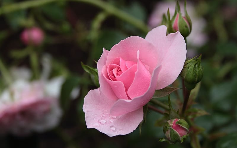Rose with Raindrops, rose, pink, flower, raindrops, macro, HD wallpaper