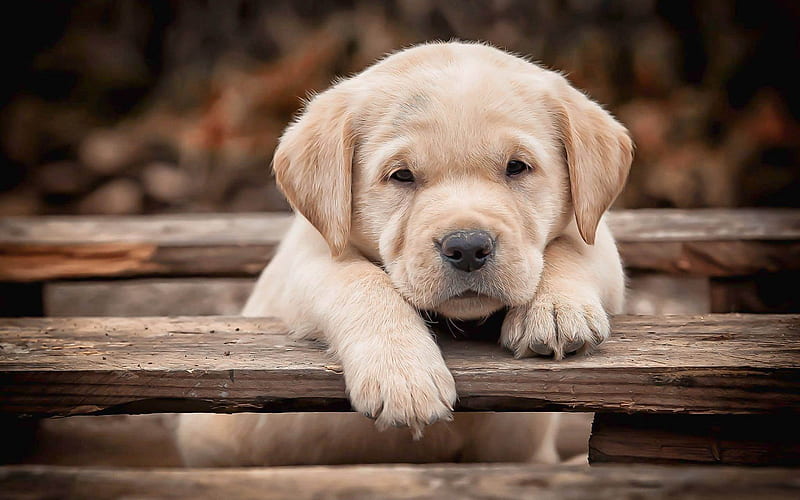 labrador, close-up, puppy, retriever, small labrador, bokeh, pets, summer, cute animals, labradors, golden retriever, HD wallpaper