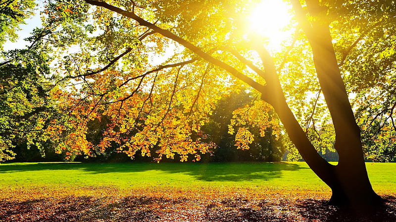 Autumn sun, rays, morning, foliage, fall, autumn, sun, glow, park, bonito, tree, branches, HD wallpaper