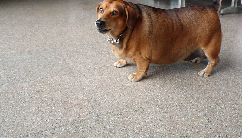 Chubby dog, cute, lovely, dog, HD wallpaper | Peakpx