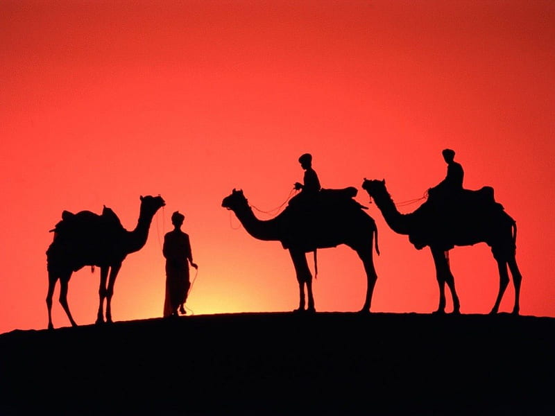 camels in Rajasthan, India, nature, sunrise, camels, vintage, HD wallpaper