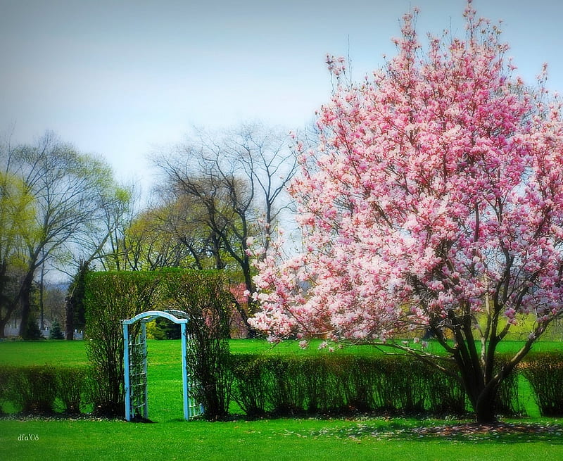 The Arbor, tree, flowers, bonito, park, arbor, cherry, HD wallpaper