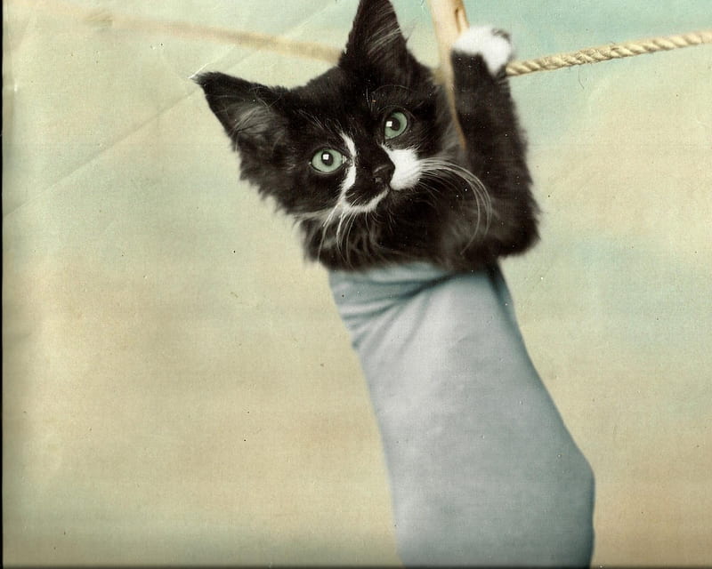 Kitten in a sock, cute, paws, sock, kitten, clothes line, HD wallpaper