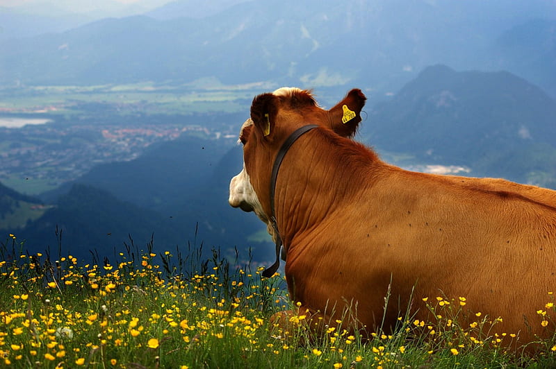 Cow with Alpine Panorama, Mountains, Flowers, Cows, Nature, HD wallpaper