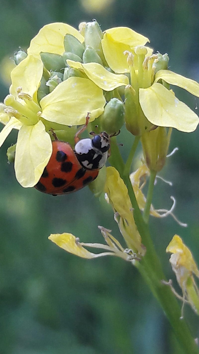 Lady Bug, flowers, insects, nature, wil turnips, yellow, HD phone wallpaper