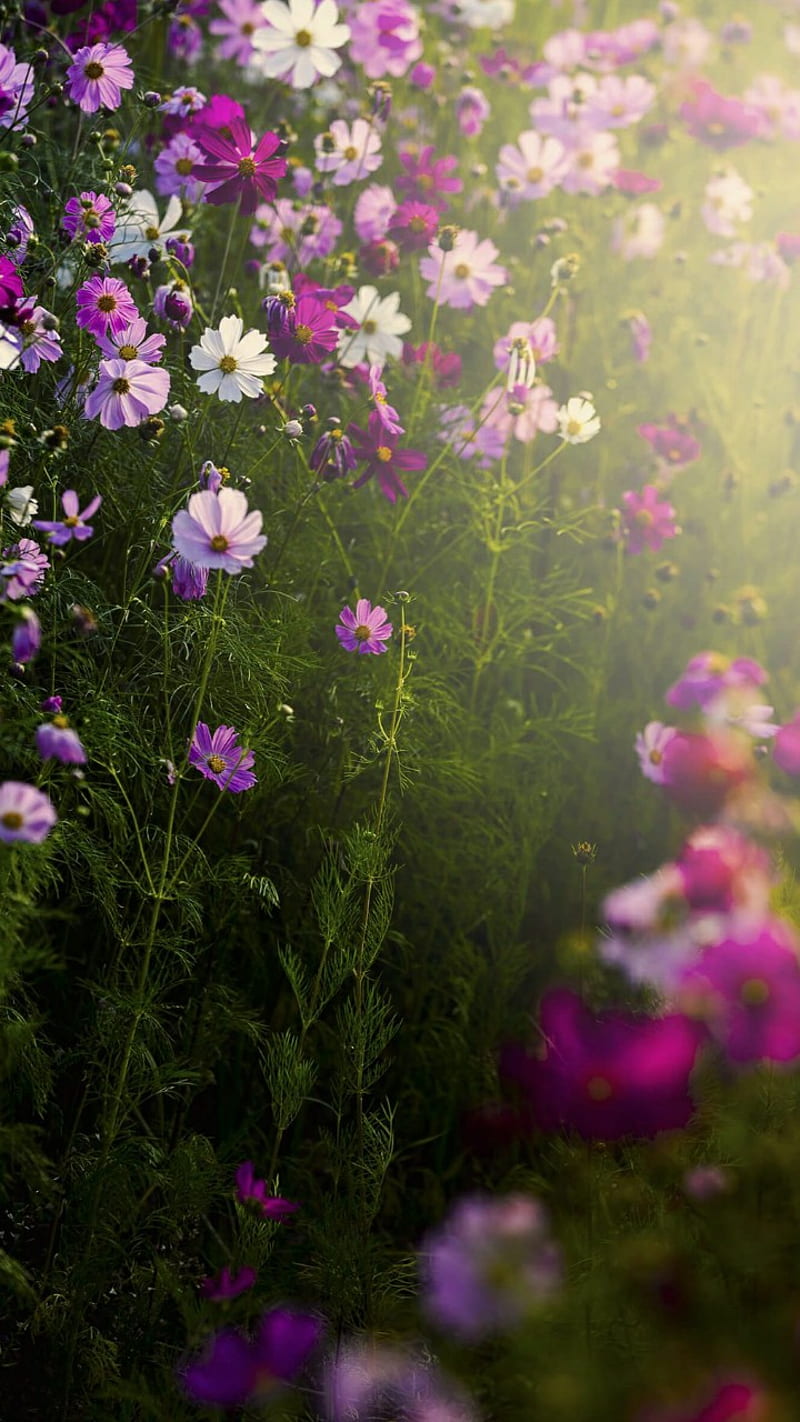 Flower Blooms, bonito, blooms, bush, flower, violet, white, HD phone wallpaper