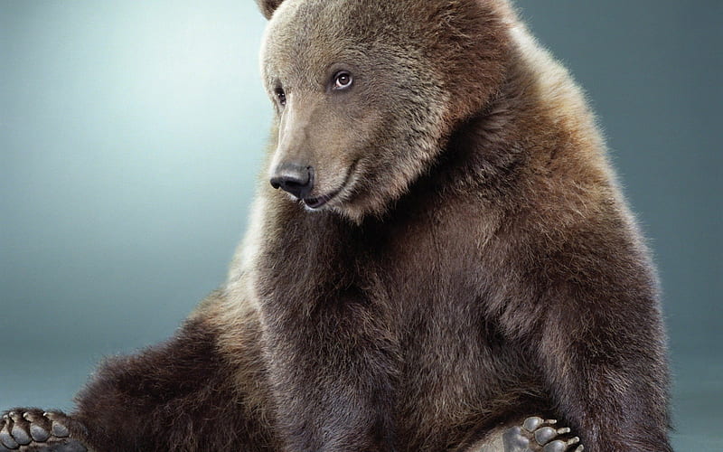 Cute Bear, grisly brown bear, smile, HD wallpaper