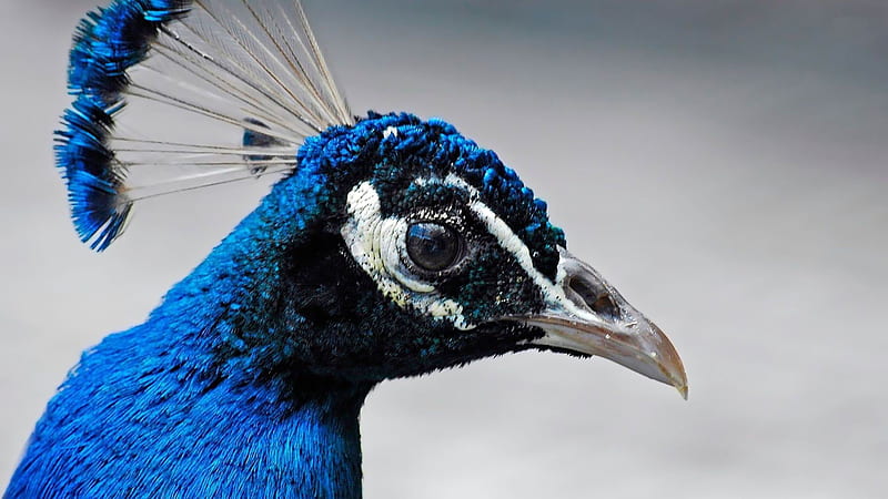 blue peacock-Cute animals, HD wallpaper