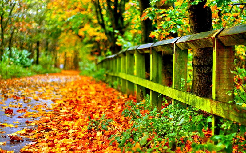 1920x1080px 1080p Free Download Road With Autumn Leaves Autumn