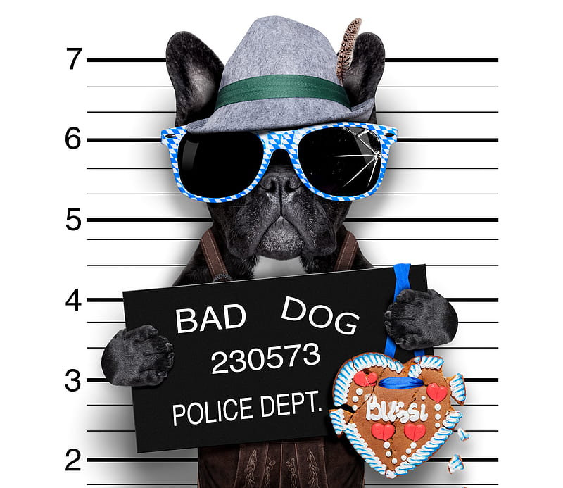 Bad Dog, art, artistic, dog, fantasy, funny, humor, puppy, HD wallpaper