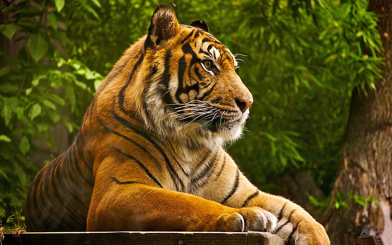 Beautiful tiger-Animal, HD wallpaper