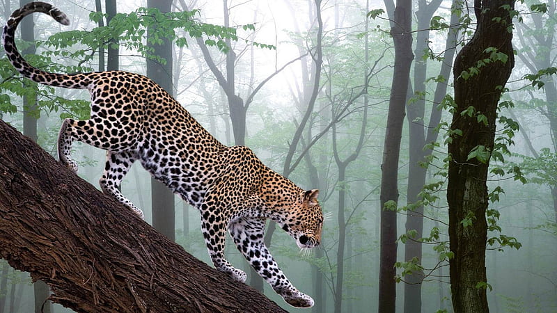 leopard in jungle-wild animal, HD wallpaper