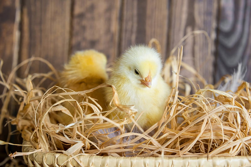 Chick, cute, bird, chicken, basket, easter, wood, card, HD wallpaper