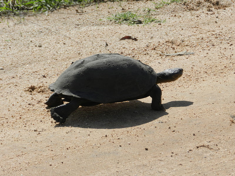 Terrapin, this sand is hot, i am lost, terrapin out of water, terrapin on road, HD wallpaper