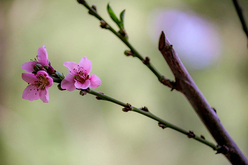 Durazno, flor, flor, flores, durazno, paisaje, paisaje, melocotón, tere,  Fondo de pantalla HD | Peakpx