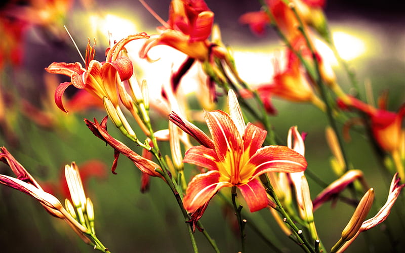 Lilies flowers bright red-Flowers, HD wallpaper