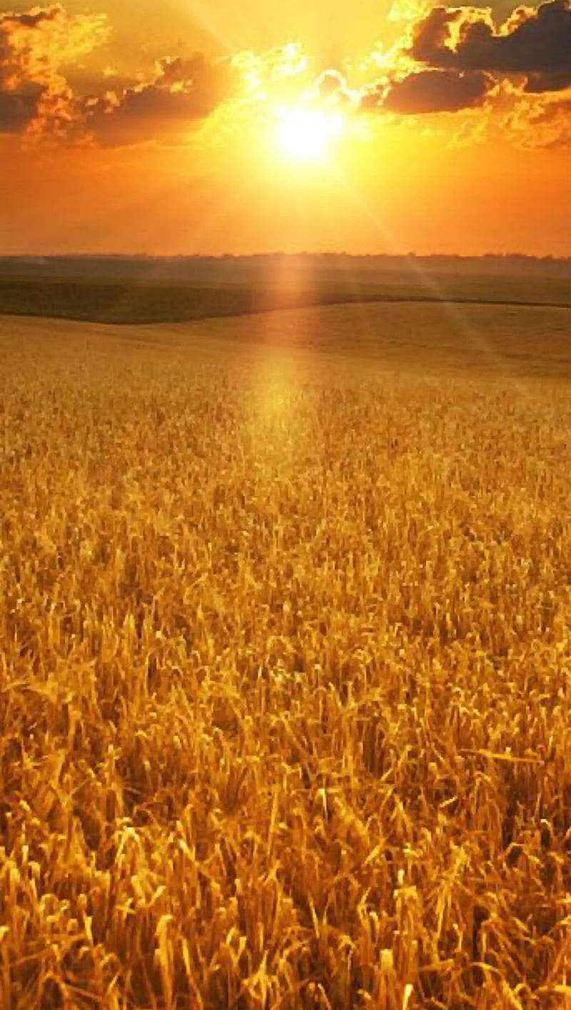 Sunshine Field, beauty, field, grass, grassy, sun, sunrise, sunset, sunshine, HD phone wallpaper