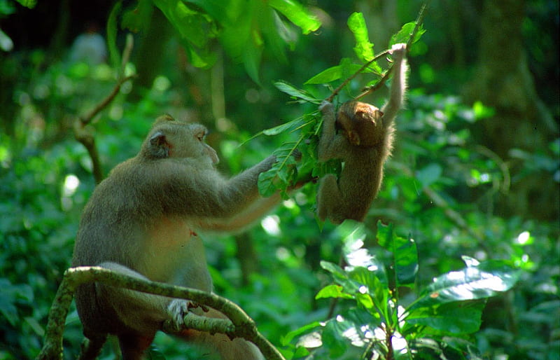 Bali ubud monkey forest, forest, indonesia, monkeys, ubud, nature, bali, HD wallpaper