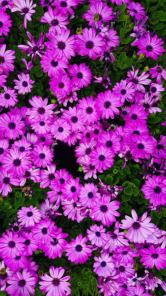Page 78, HD pink-flowers wallpapers