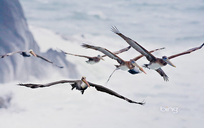 Pelicans in flight near Bandon Oregon, Pelicans, Near, Oregon, Bandon, Flight, HD wallpaper