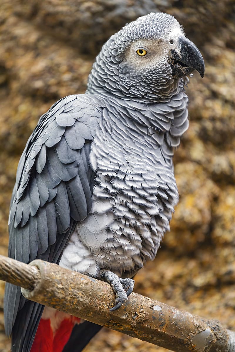 african grey parrot, parrot, beak, wildlife, HD phone wallpaper