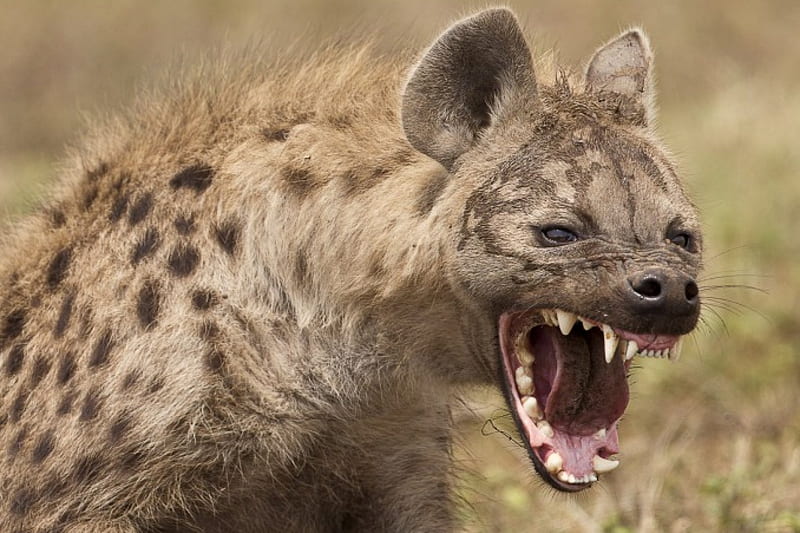 Spotted hyena, coat, dots, big, teeth, HD wallpaper